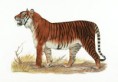/album/photo-gallery/bali-tiger-jpg/